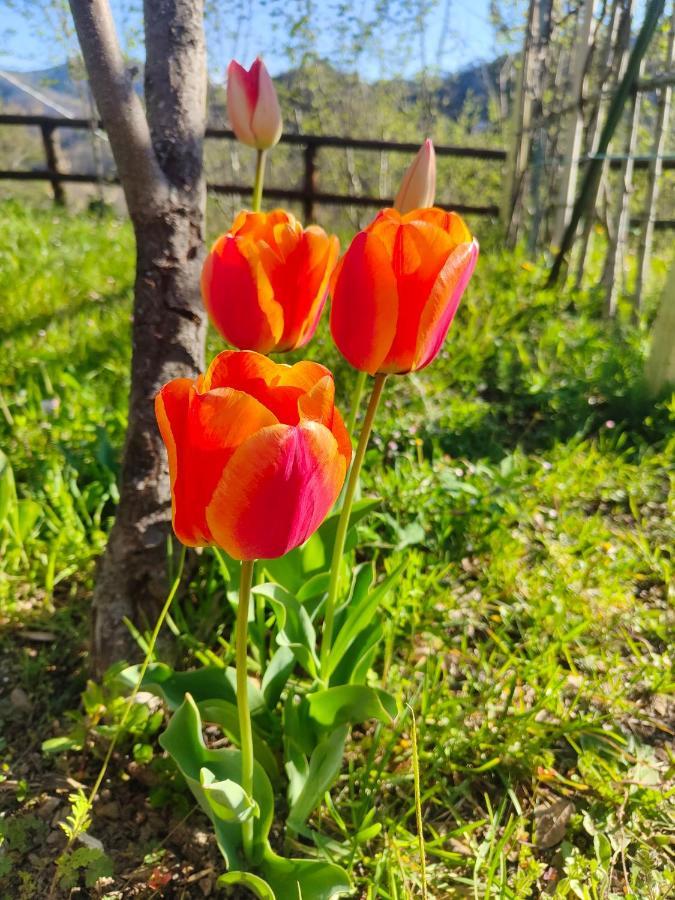 La Valle Fiorita Soviore 外观 照片