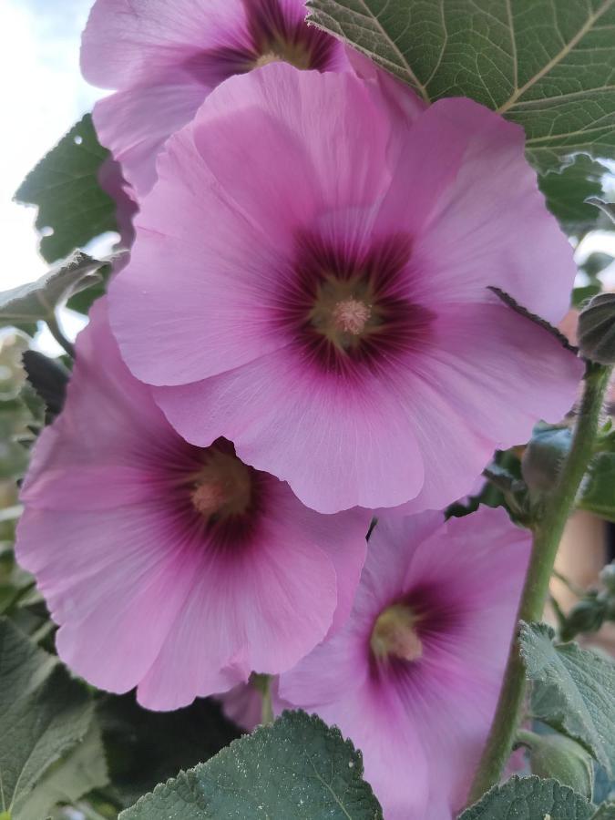 La Valle Fiorita Soviore 外观 照片
