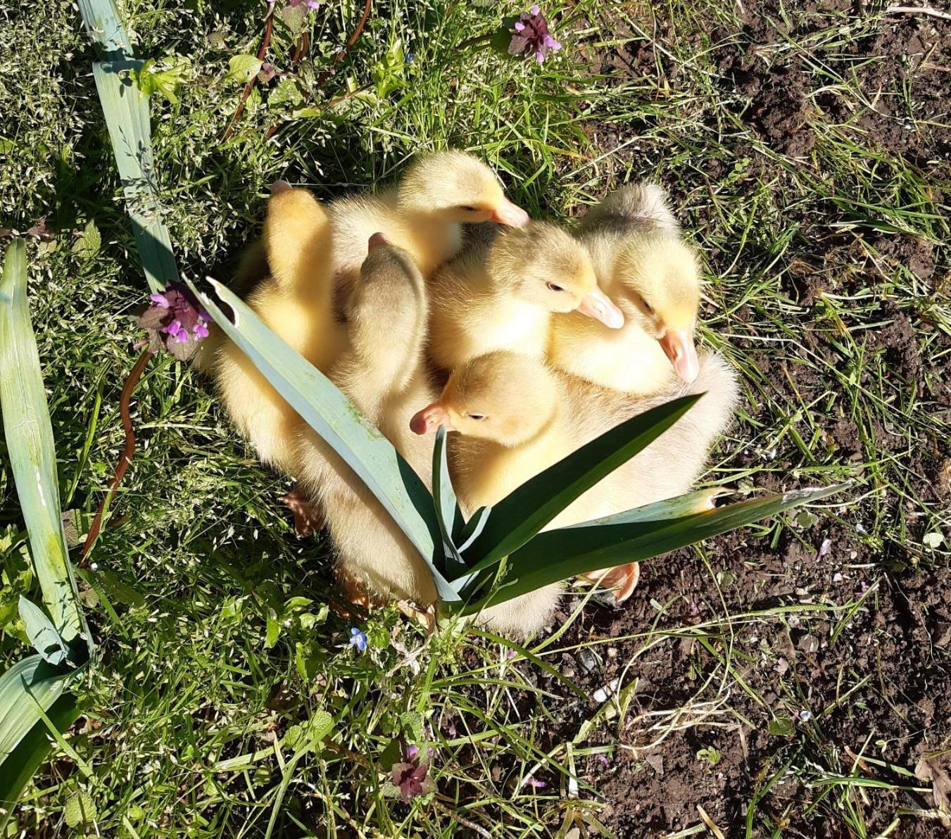 La Valle Fiorita Soviore 外观 照片