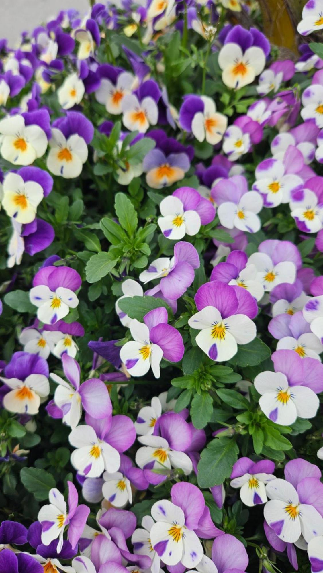 La Valle Fiorita Soviore 外观 照片
