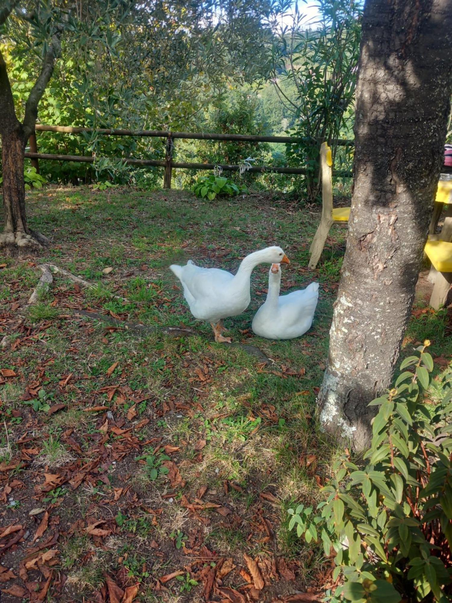 La Valle Fiorita Soviore 外观 照片