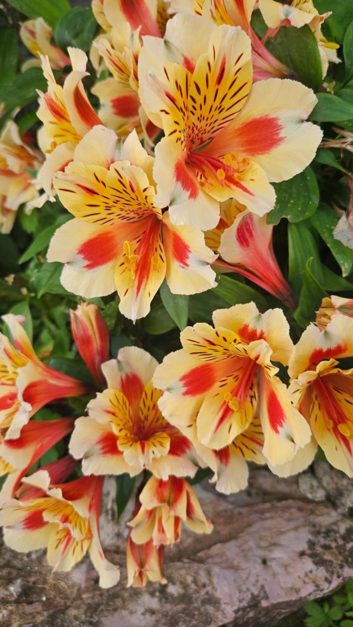 La Valle Fiorita Soviore 外观 照片