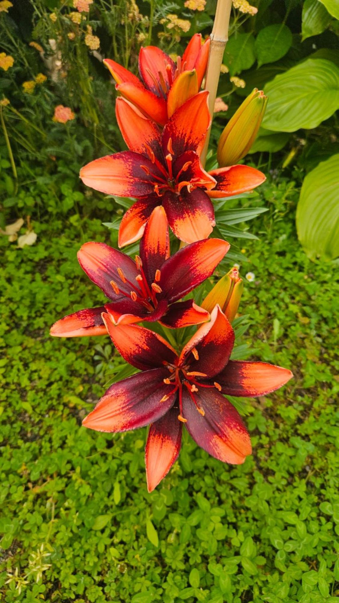 La Valle Fiorita Soviore 外观 照片